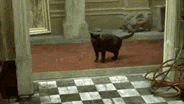 upload_2025-7-30_22-5-35.gif